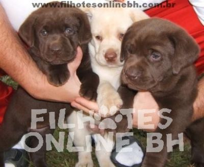Labrador - Canil Filhotes On Line BH