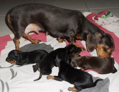 Vendo filhotes de TECKEL SALCHICHA, COFAPINHO