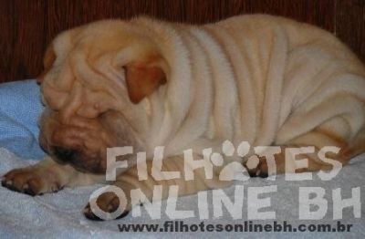 Sharpei - Canil Filhotes On Line BH