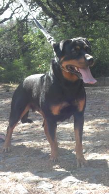 Rottweiler Filhotes Alto nivel com pedigree *31-8608-4621