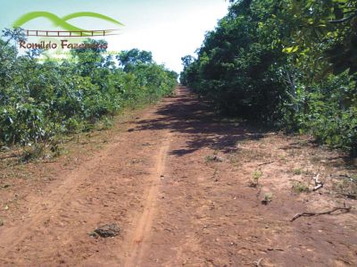 FAZENDA PARA PLANTAR EUCALIPTO.