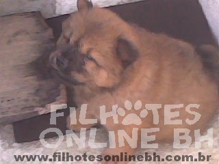 Chow chow - Canil Filhotes On Line BH