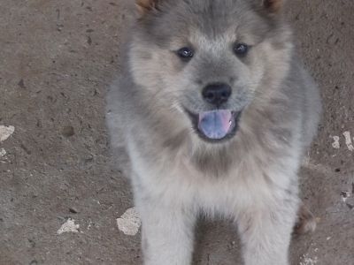 filhotes de chow chow 100% puro disponíveis 
