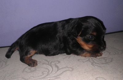 Yorkshire Terrier  - Filhote Macho