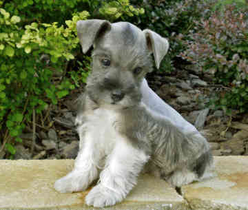 Seu Schnauzer está aqui.