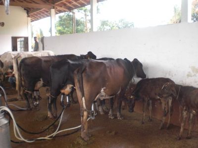 Sítio Produtivo em Atibaia, moradia ou Lazer R$ 800 mil set.11