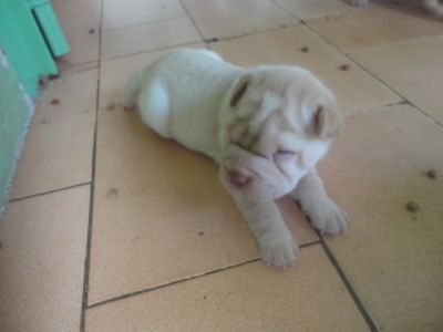 filhotes de shar-pei