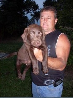 Retriever do Labrador Pretos e Chocolates