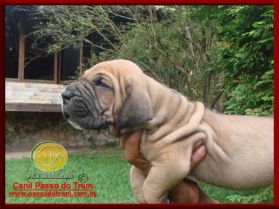 Fila Brasileiro - Filhotes constantemente disponíveis