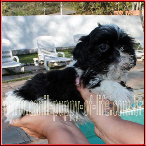 Canil puppy of life- vd filhotes shih tzu - São Paulo