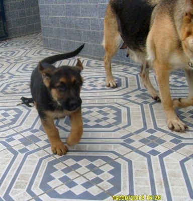  Filhote de pastor alemão 