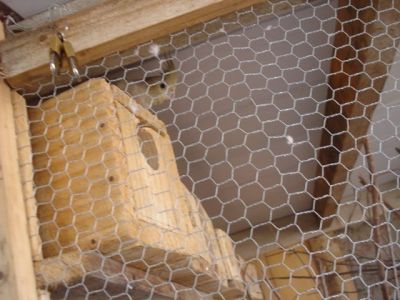 VENDO - CALOPSITA - AGAPONES - PERIQUITO AUSTRALIANO