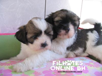 Lhasa Apso - Canil Filhotes On Line BH