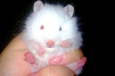 Vendo Hamsters Sírio Angorá.