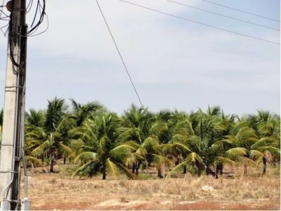 Fazenda de coco anão