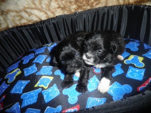 Filhote de Lhasa Apso