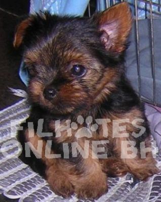 Yorkshire - Canil Filhotes On Line BH