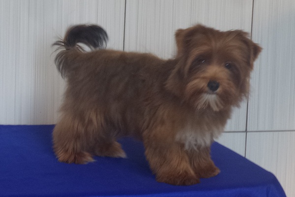 Filhotes de Yorkshire Terrier Dourado - Promoção de Fim de Ano