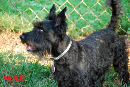 Filhote Mix de scottish terrier com yorkshire terrier