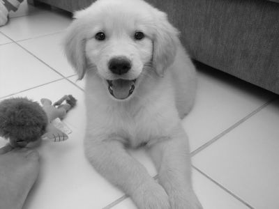 Filhotes de Golden Retriever