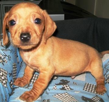 Pet Shop, venda, Dachshund, linguicinha, salsicha, cofap, Porto Alegre,