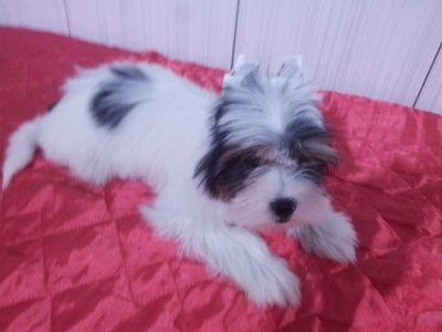 Biewer Yorkshire Terrier - Último Filhote