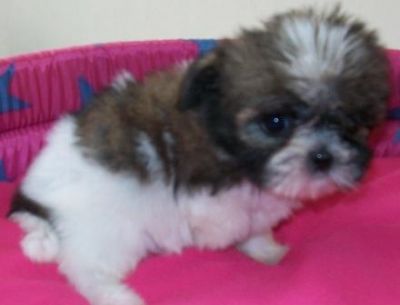 Venda, Filhote, lhasa apso, Porto Alegre,