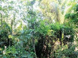 VENDO SÍTIO COM TRILHAS NO AMAZONAS BRASIL