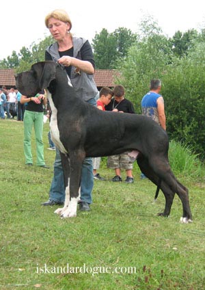 O melhor em criação de Dogue Alemão Gigante
