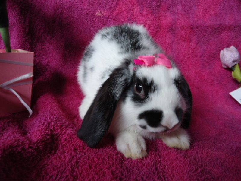 Mini Coelhos F& J...