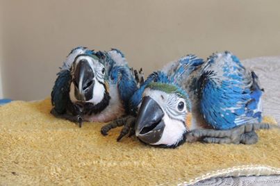 Arara Canindé a venda