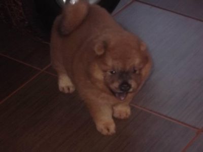 filhotes de chow chow em breve