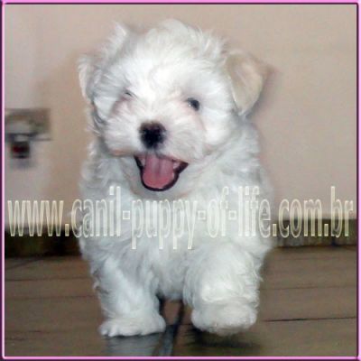 Canil puppy- vd filhotes maltes micro