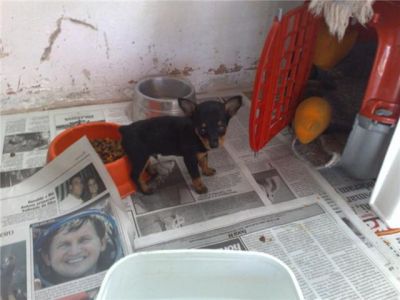 filhotes de pinscher ZERO