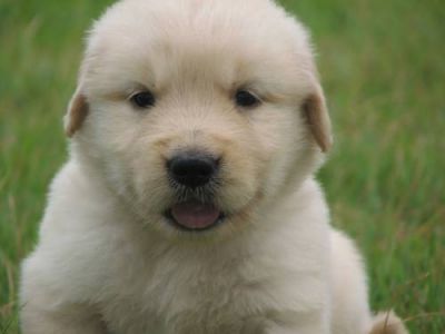 Golden Retriever, Magníficos Filhotes R$800 
