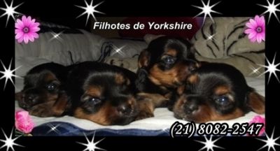 Yorkshire Excelente Padrão