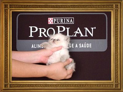 Gatinhos persas e himalaios