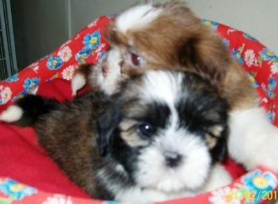 Pet Shop, venda, shih tzu, Porto Alegre,