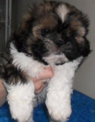 Pet Shop, venda, shih tzu, Porto Alegre,