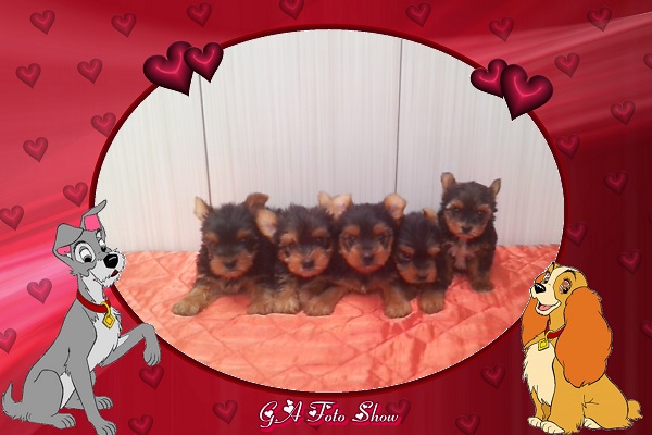Lindos Filhotes de Yorkshire Terrier