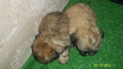 filhotes de shihtzu