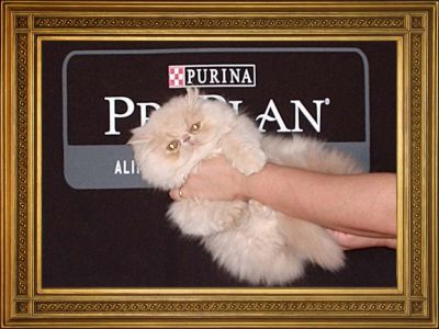 Gatos persas e himalaios.