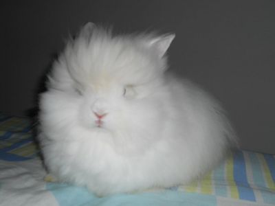 Mini Coelhos F & J...