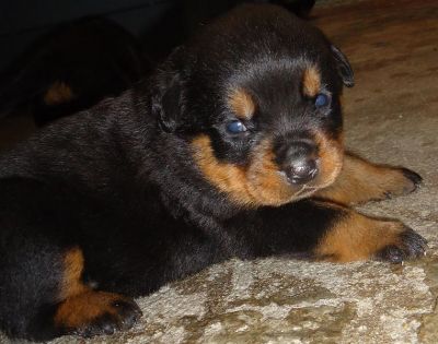 VENDO FILHOTES DE ROTTWEILER