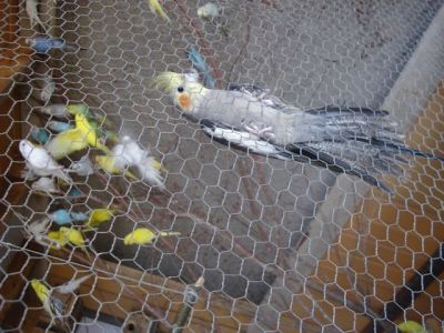 VENDO - CALOPSITA - AGAPONES - PERIQUITO AUSTRALIANO