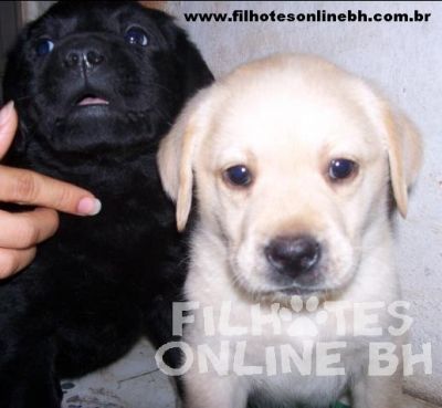 Labrador - Canil Filhotes On Line BH