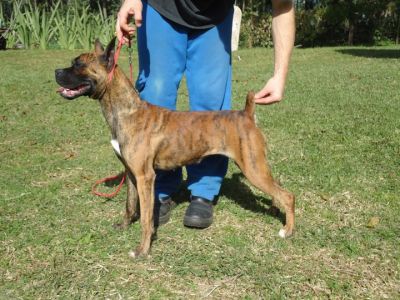 Boxer- Filhotes Excelente Linhagem