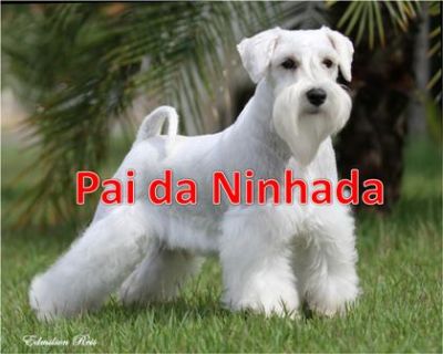 Canil Especilizado em SCHNAZUER BRANCO - Temos os mais belos filhotes !!