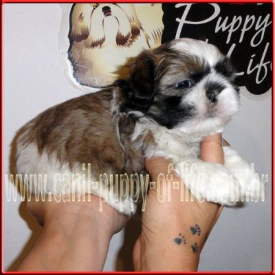 Canil puppy-vd filhotes shih tzu