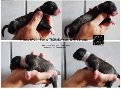 BULL TERRIER COLORED